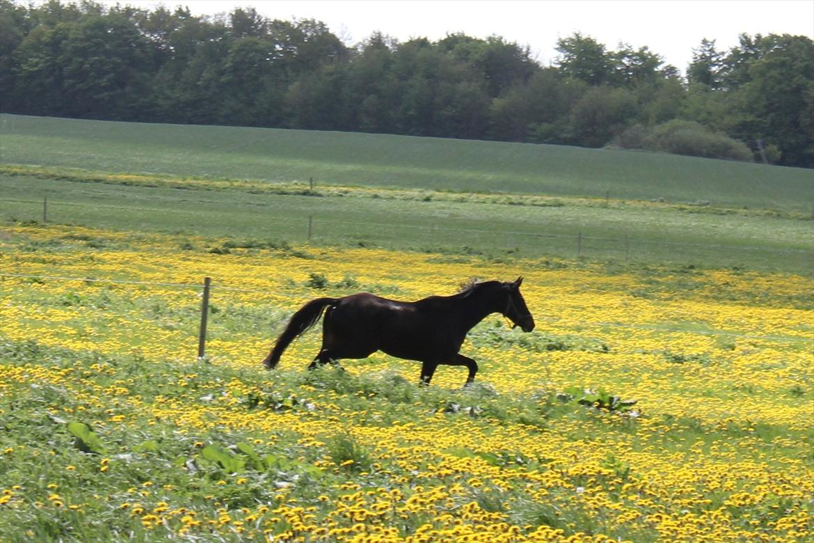 Dansk Varmblod Extrem billede 8