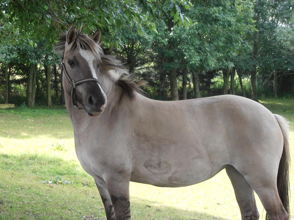 Anden særlig race Blakken - "En tur på folden, gir' ro i knolden" billede 2