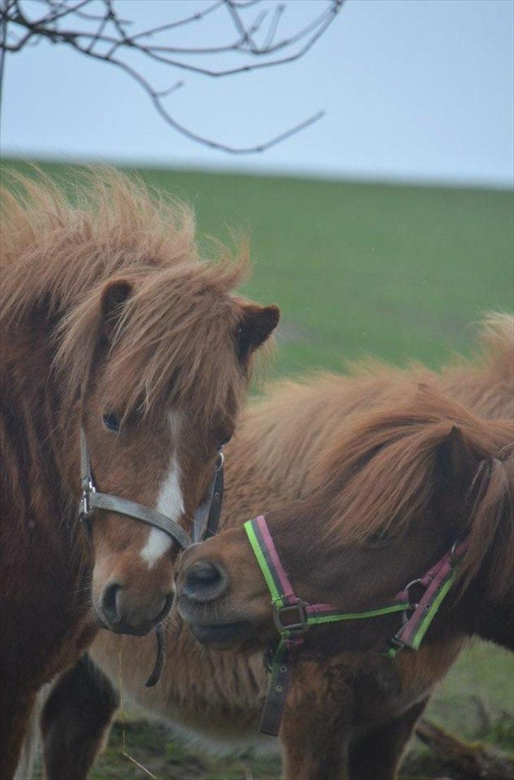 Shetlænder Scott - 12 - Scott og Olfert :-) billede 12