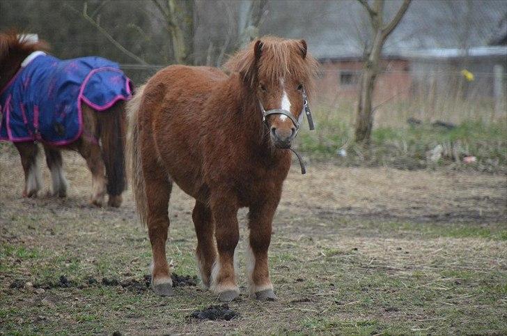 Shetlænder Scott - 13 - april 2012 billede 13