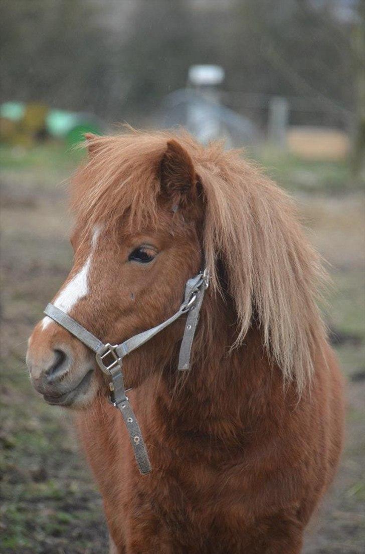 Shetlænder Scott - 14 - smukke pony. billede 14