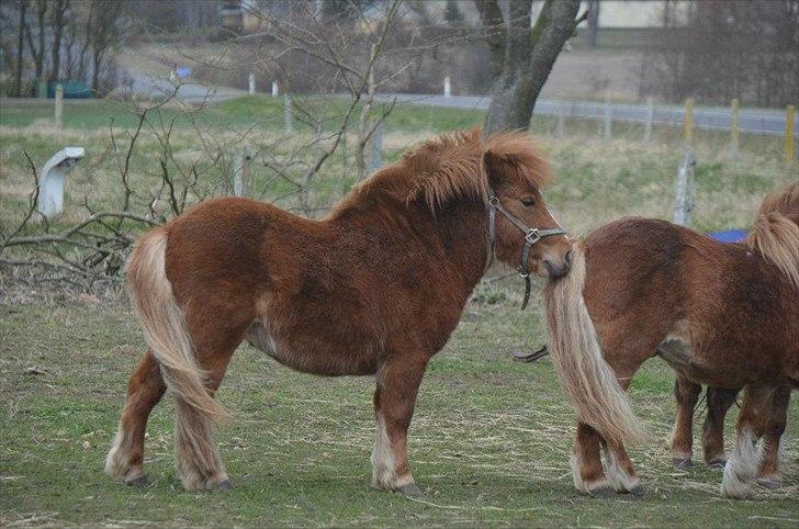 Shetlænder Scott - 15 - Scottemand har allerede fået en stor hingstehals ;-) billede 15