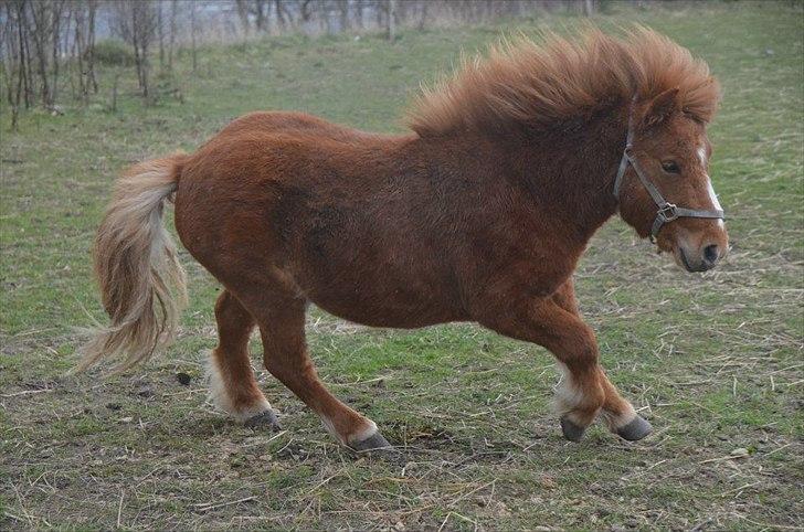 Shetlænder Scott - 16 - april 2012 billede 16