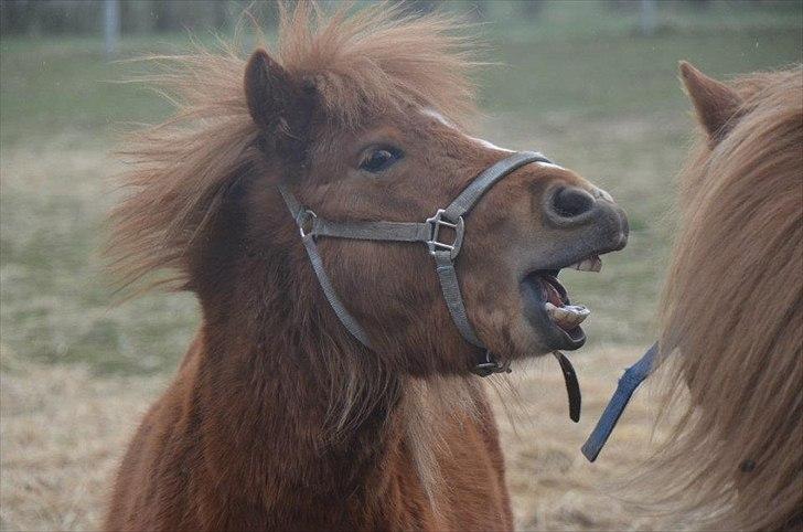Shetlænder Scott - 17 - Scott mener selv han er lidt farlig ;-)  billede 17