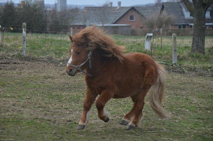 Shetlænder Scott - 18 - april 2012 billede 18