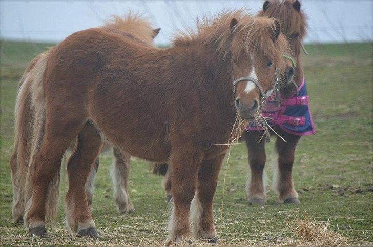 Shetlænder Scott - 19 - april 2012 billede 19