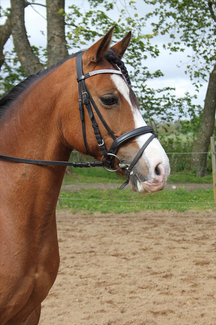 Anden særlig race Millenium Star    -Dressur stjerne<3 - SMUKKE!!!<3 billede 5