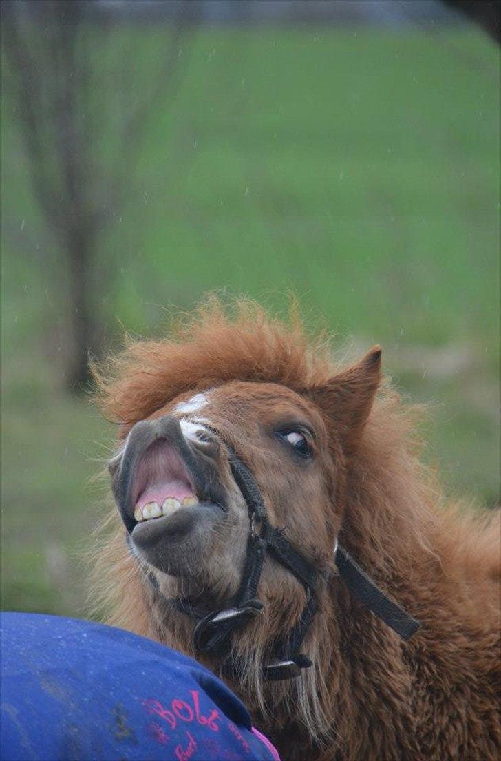 Shetlænder Bertram - Min lille dreng ;-) billede 14