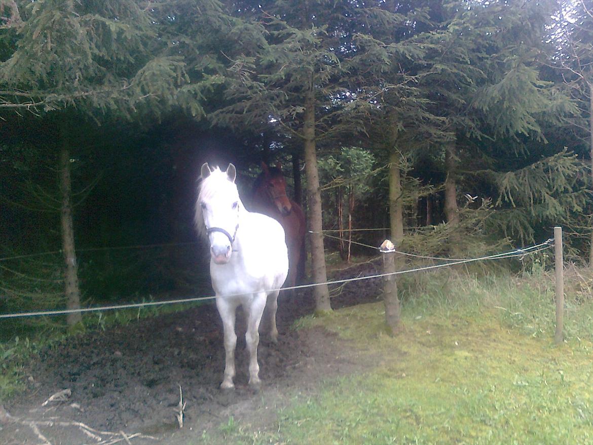 Connemara Moon Leight - I skovfolden!! <3 billede 20