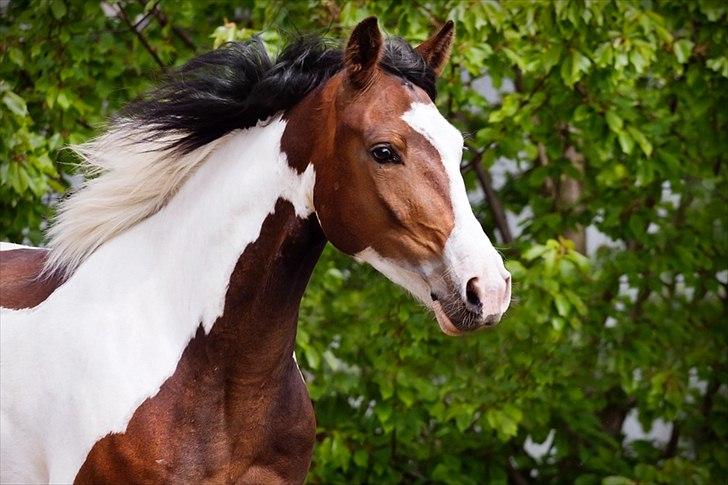 Pinto Berlian Kasar - Maj 2012 billede 3