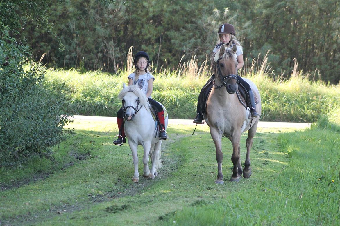 Anden særlig race Odin billede 11