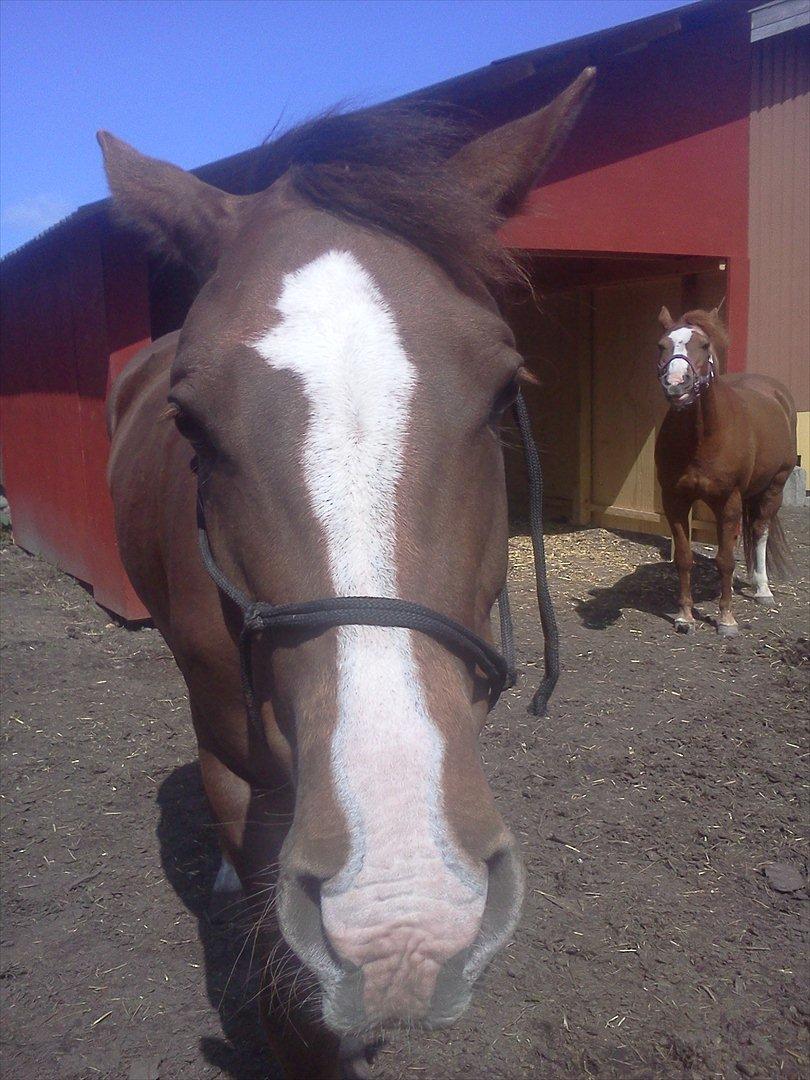 Anden særlig race Ronja. (Mulddyret <3) - Fine hypper :-D  billede 2