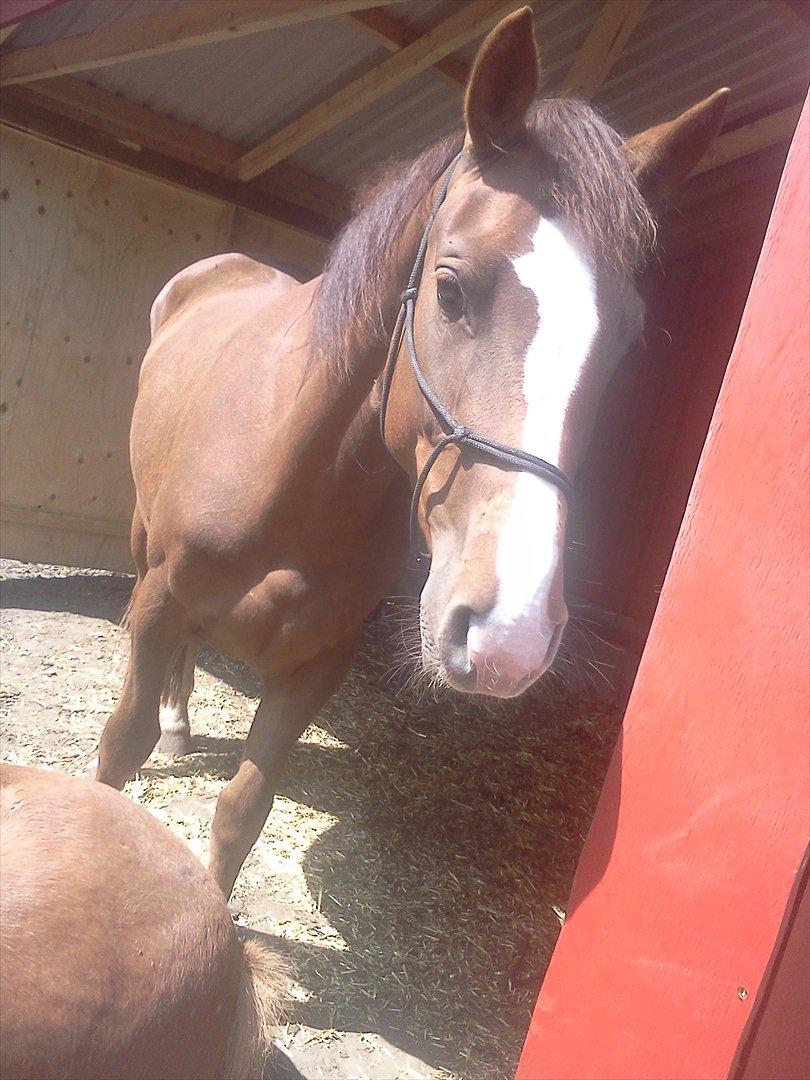 Anden særlig race Ronja. (Mulddyret <3) - Ronja, min hest. :-) <3 billede 3