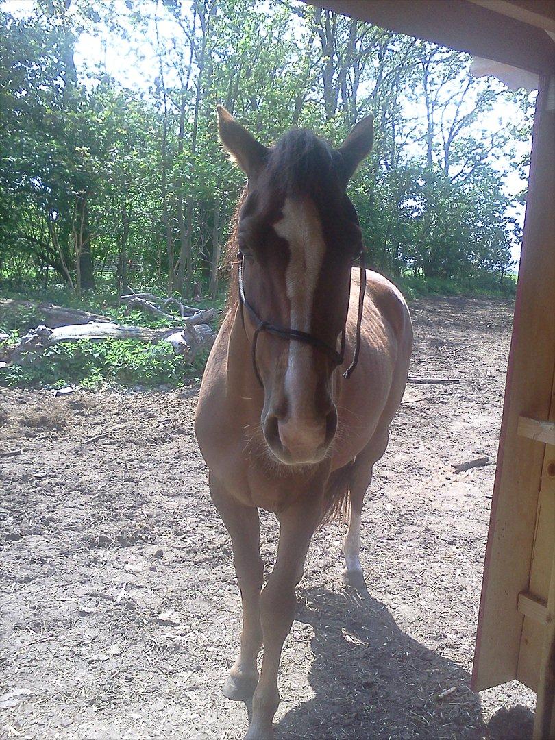Anden særlig race Ronja. (Mulddyret <3) - <3 billede 4