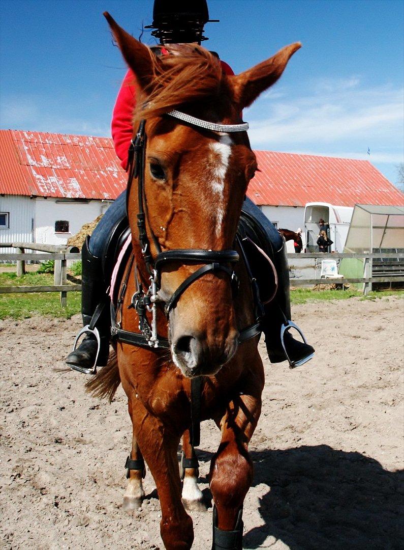 Anden særlig race Irish Girl ~ Grisen billede 10