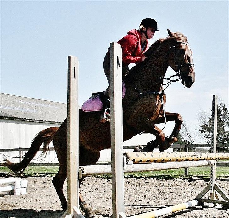 Anden særlig race Irish Girl ~ Grisen billede 13
