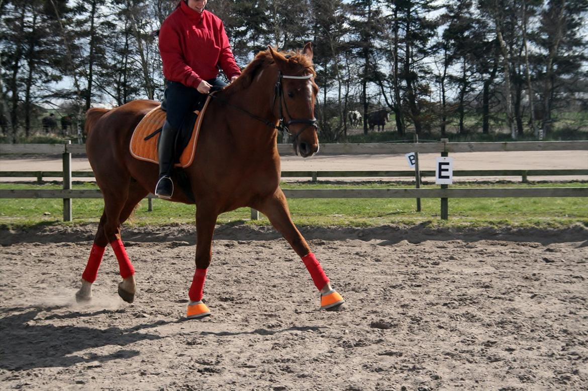 Anden særlig race Irish Girl ~ Grisen - Grisens kan nu godt flytte de fusser ;)
Rytter: Mette  billede 6