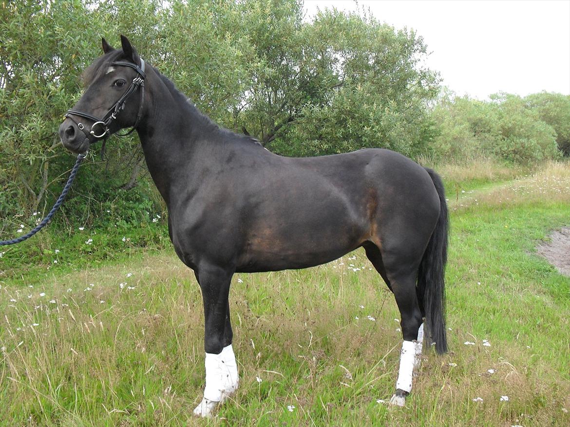 Anden særlig race Rose *REGIONSMESTER 2010* - En rigtig prinsessepony! billede 18