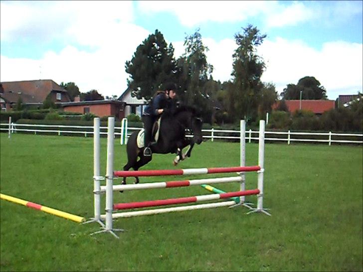 Anden særlig race Rose *REGIONSMESTER 2010* - Springtræning i Sevel - her 1 meter :) billede 20