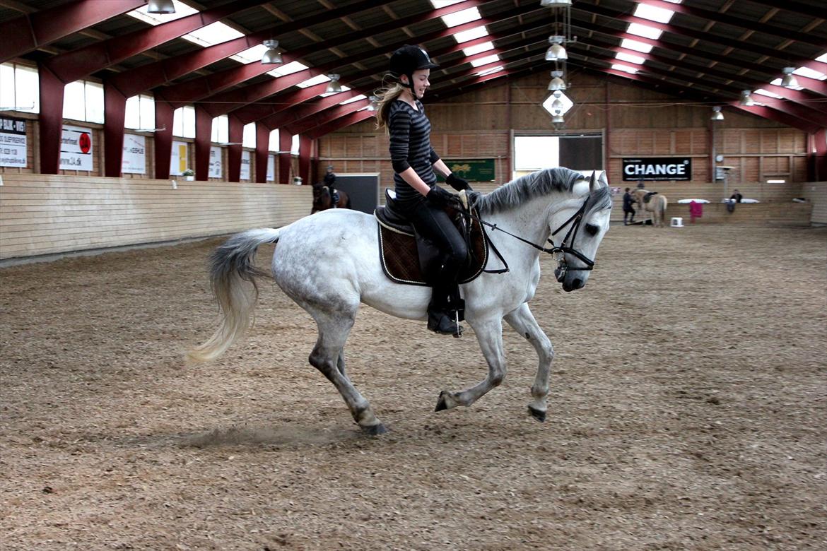 Tysk Sportspony Monique - Gallop d. 17-5-12 billede 4