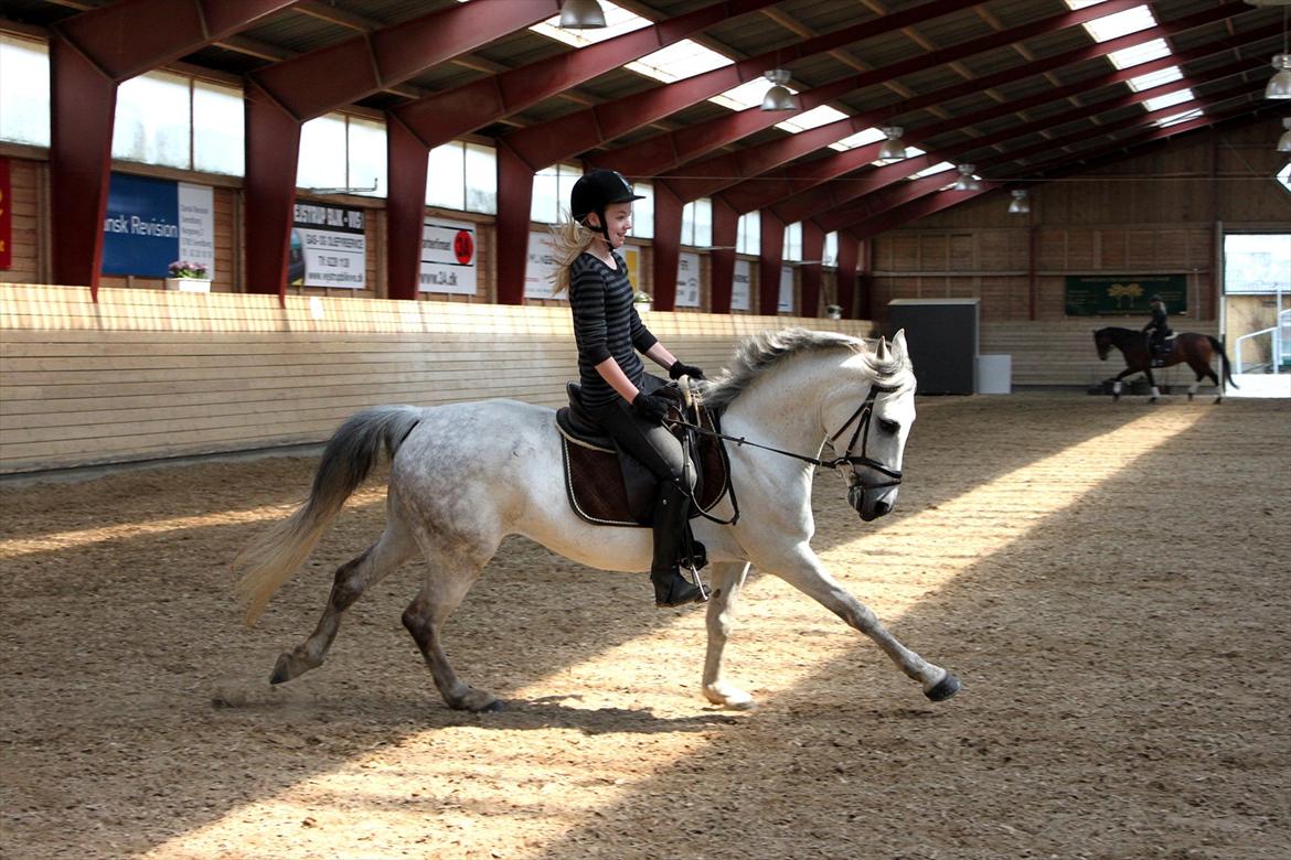 Tysk Sportspony Monique - Riding is another word for freedom. <3
Gallop d. 17-5-12 billede 5