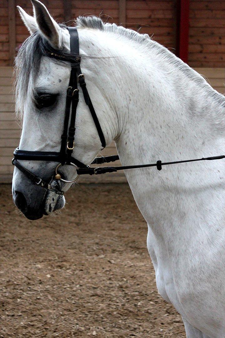 Tysk Sportspony Monique - Velkommen! :-)
D. 17-5-12 billede 1