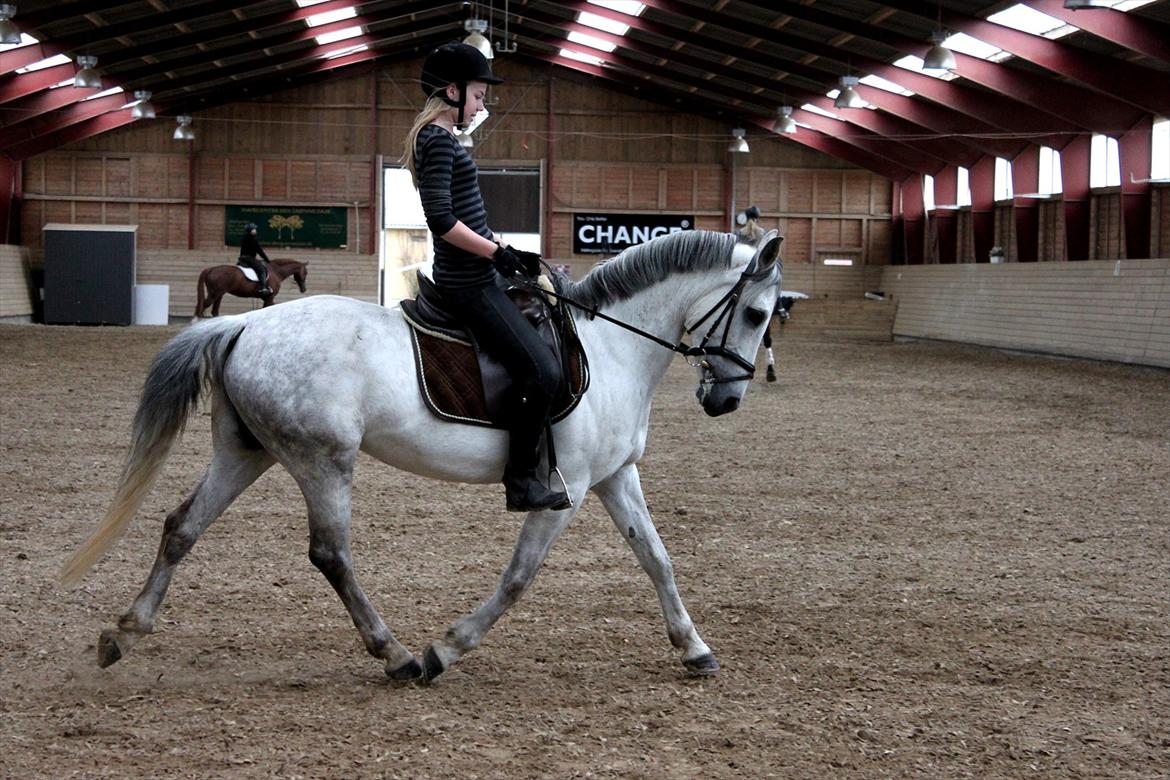 Tysk Sportspony Monique - Some people say riding isn’t a sport, but we say its a way of life! <3
Trav d. 17-5-12 billede 6