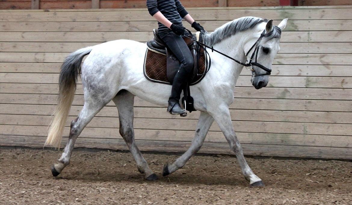 Tysk Sportspony Monique - Trav d. 17-5-12 billede 7