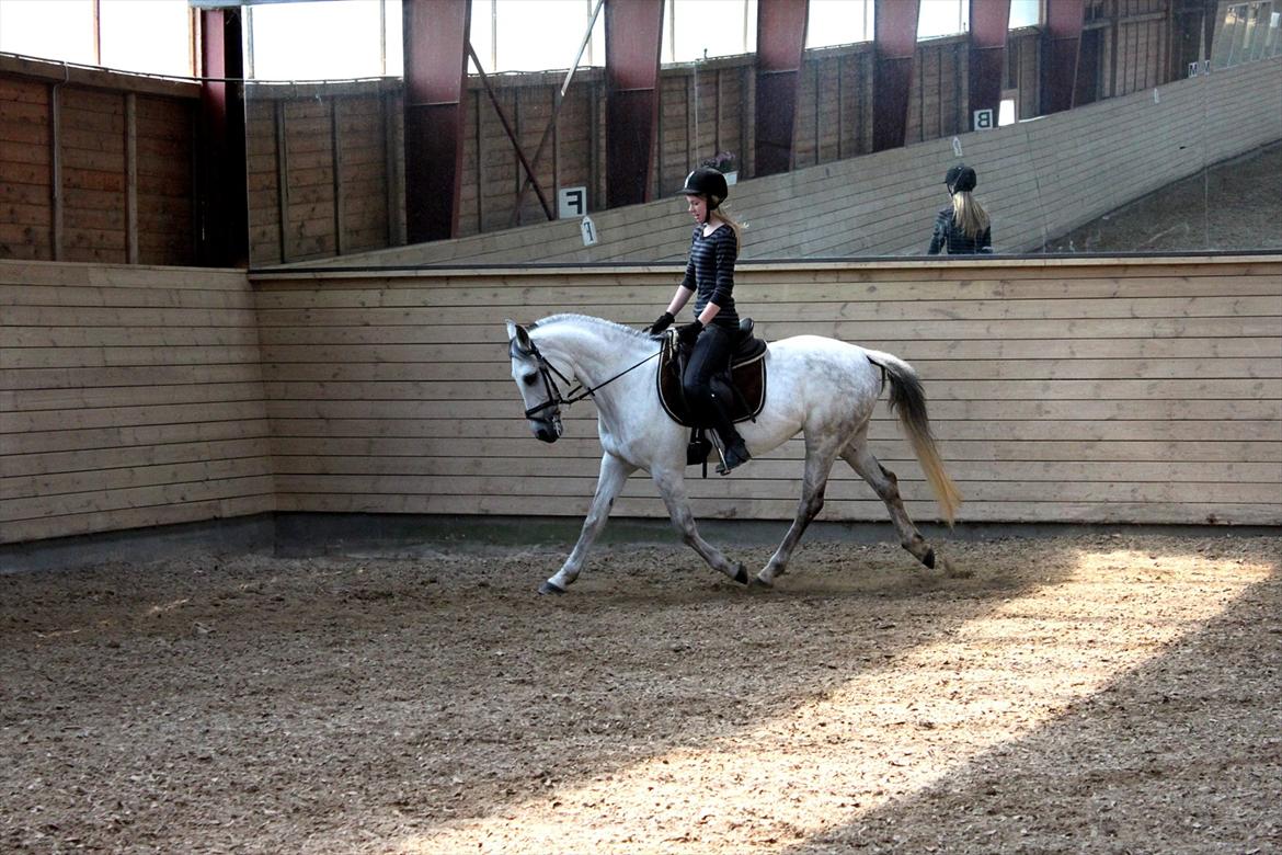 Tysk Sportspony Monique - Trav d. 17-5-12 billede 8