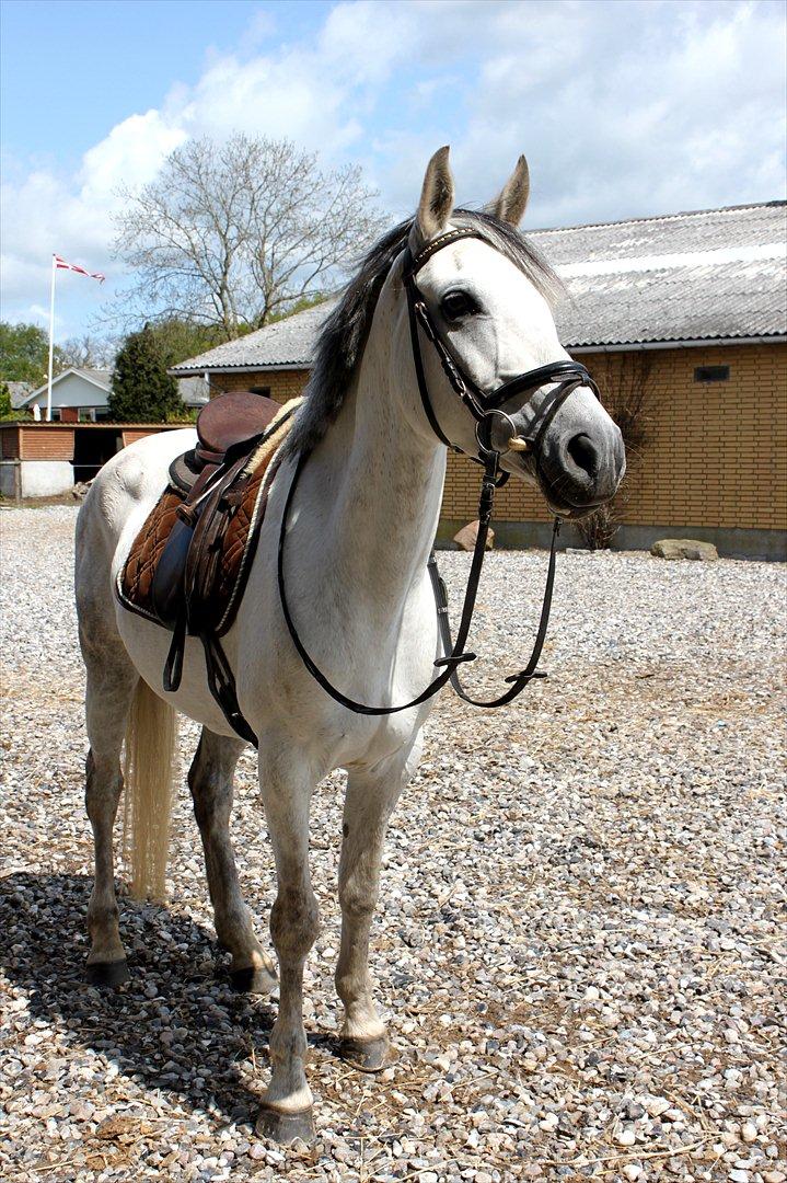 Tysk Sportspony Monique - Den dejlige!
D. 17-5-12 billede 9