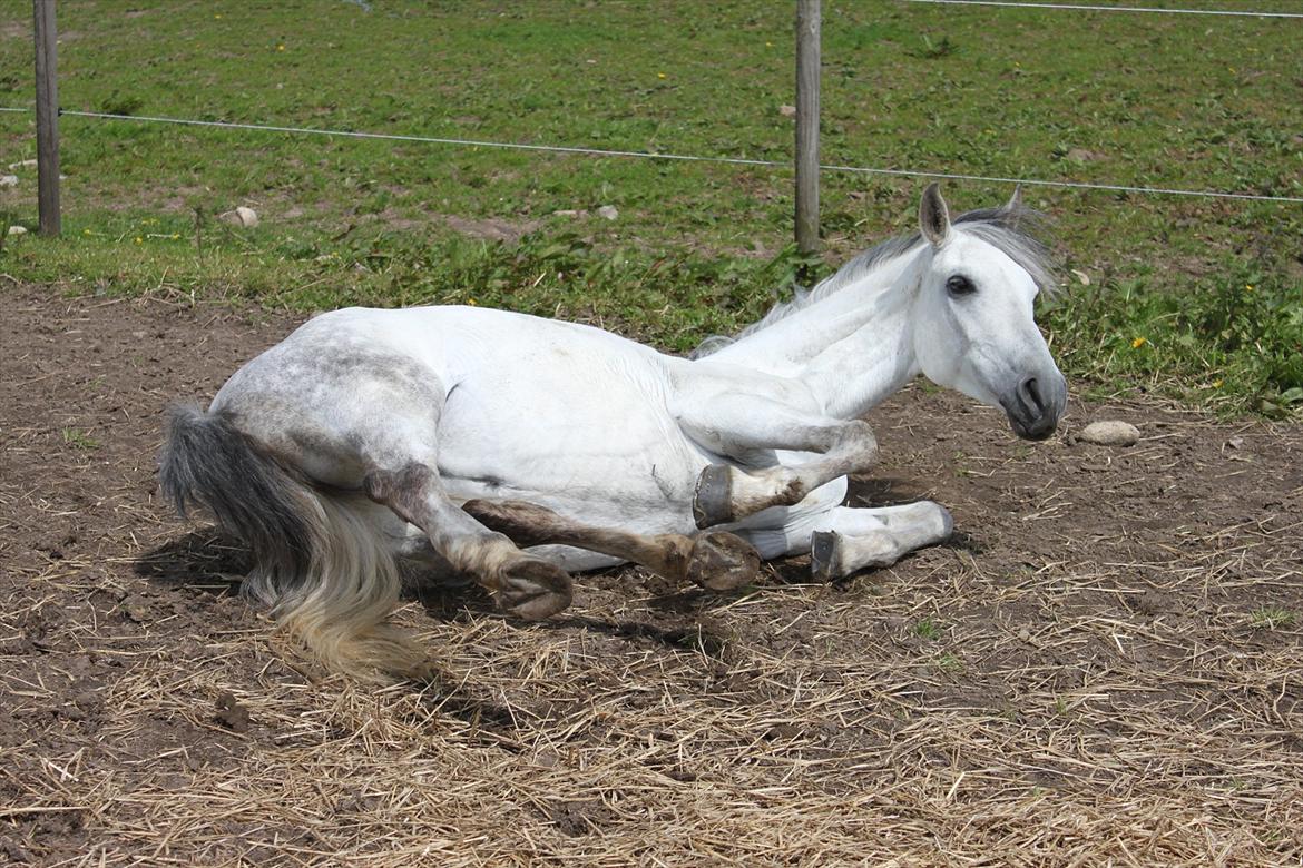 Tysk Sportspony Monique billede 10