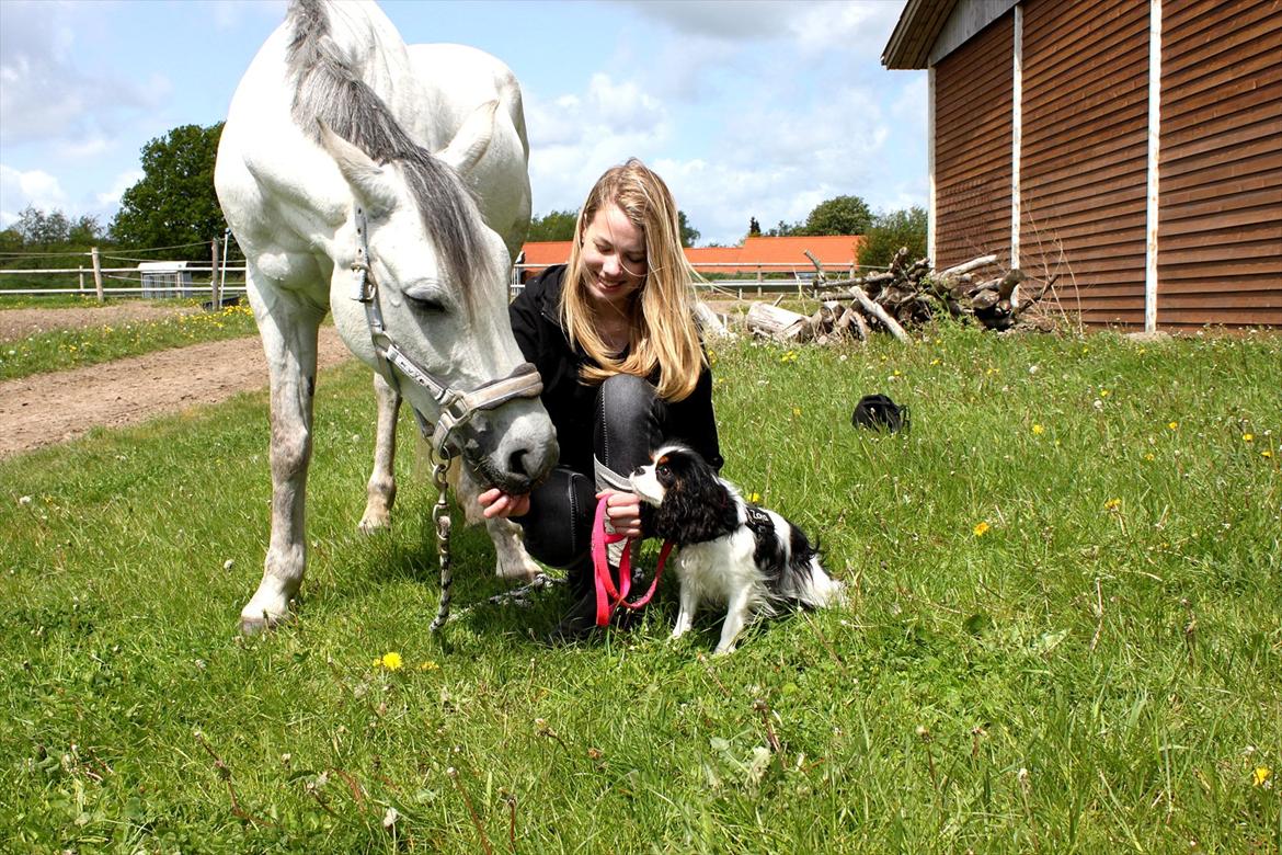 Tysk Sportspony Monique - Mit liv. <3 billede 14