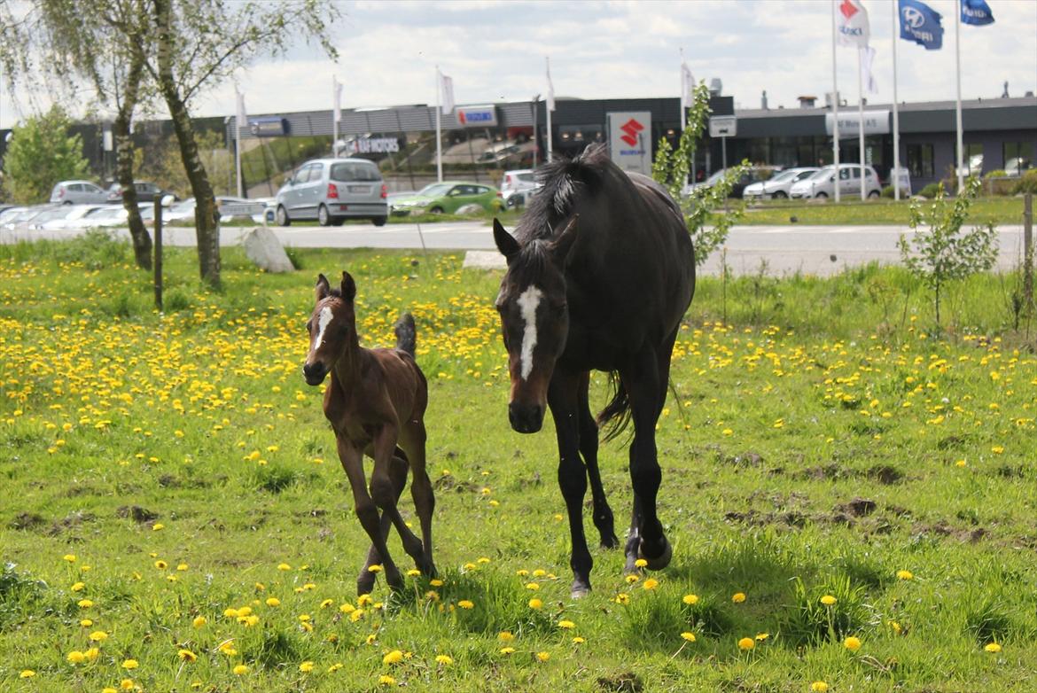 Dansk Varmblod Bergs Donna-Dikato billede 12