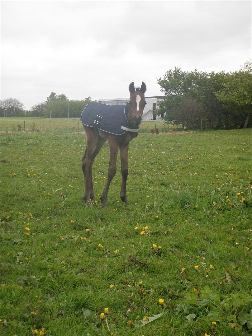 Dansk Varmblod Bergs Donna-Dikato billede 14