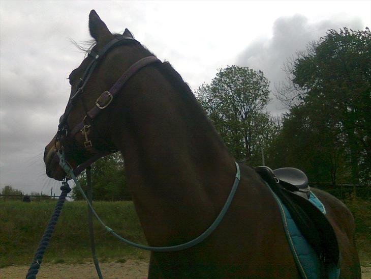 {{currentPhoto.altText}} billede {{currentPhoto.number}}