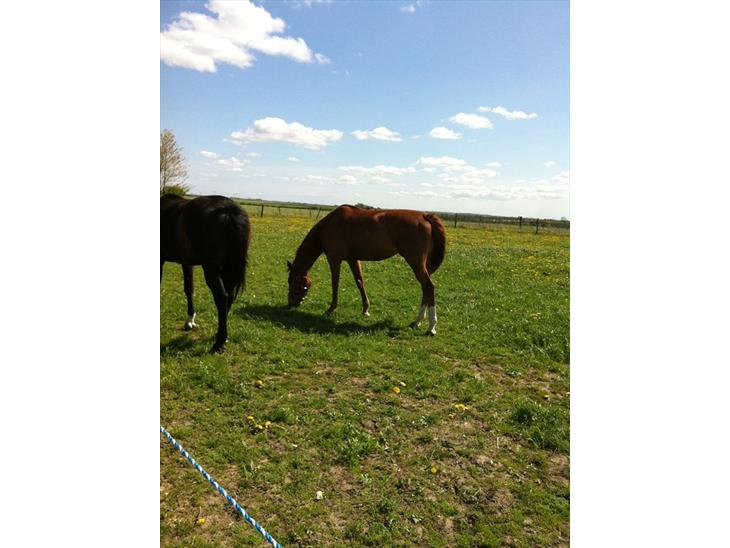 {{currentPhoto.altText}} billede {{currentPhoto.number}}