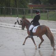 Hollandsk Sportspony Vegelin's Goya