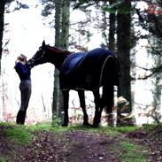 Trakehner Tender and True