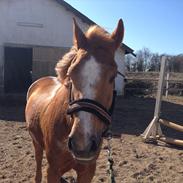 Anden særlig race Surprice *Suppe*