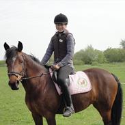 Hollandsk Sportspony Larissa