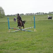 Hollandsk Sportspony Larissa