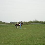 Hollandsk Sportspony Larissa
