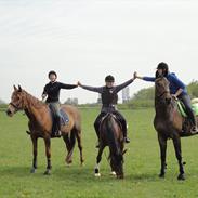 Hollandsk Sportspony Larissa