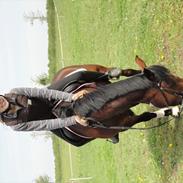 Hollandsk Sportspony Larissa