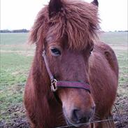 Islænder Hekla fra Nedergård