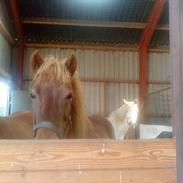 Islænder Hekla fra Nedergård