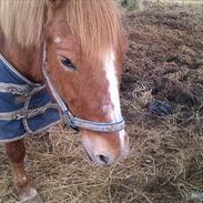 New Forest Magic Skønager *skønheden*