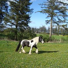 Irish Cob Viggo Hiiri Solgt.
