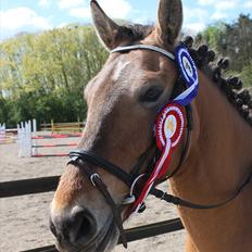 Anden særlig race Flicka