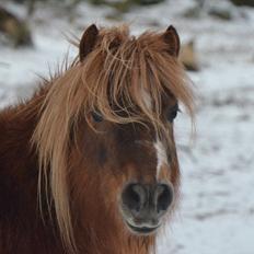 Shetlænder Trunte